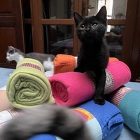 photo de livraison pour Association C.A.T.S. Chat Animal Terrien Solidarité