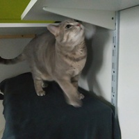 photo de livraison pour Chamaya
