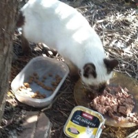 photo de livraison pour Les Chats-Pitresdelavi-Ste