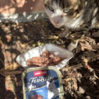 photo de livraison pour Bien vivre avec les Chats Sallélois