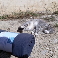 photo de livraison pour Les Aristocats