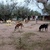 photo animal