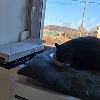 photo de livraison pour La Légende des Chats