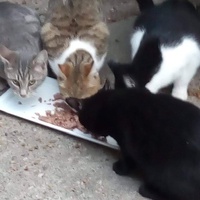 photo de livraison pour Les chats Port-Saint-Louisiens