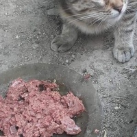 photo de livraison pour Les Chats-Pitresdelavi-Ste