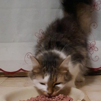 photo de livraison pour Cœur Animal