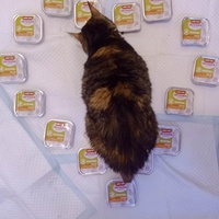photo de livraison pour Stérilcat 80