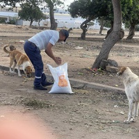 photo de livraison pour Comme Chiens et Chats Maroc