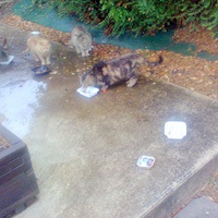 photo de livraison pour Hungry Cats14