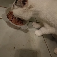 photo de livraison pour L'Arche de Tika