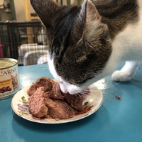 photo de livraison pour The Funny Farm Cat Rescue