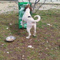 photo de livraison pour Beta Zajecar