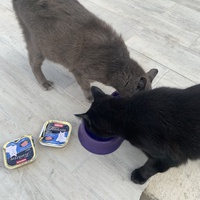 photo de livraison pour Association des Chats Camarguais