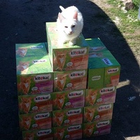 photo de livraison pour Amis de Myrtille