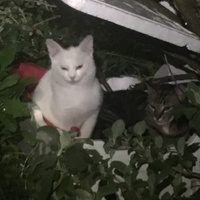 photo de livraison pour Félin Pour L’Hôte