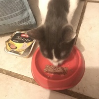 photo de livraison pour Chats-sos