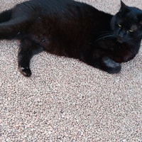 photo de livraison pour Chat de Gout'hier sans Toit