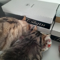 photo de livraison pour La Légende des Chats