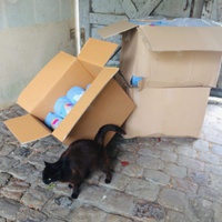 photo de livraison pour Vallée des Chats