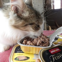 photo de livraison pour Jardin des Chats