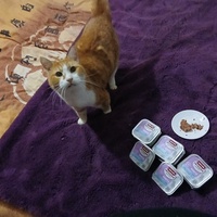 photo de livraison pour 7 Vies de chats de la Côte Indigo