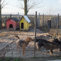 photo de livraison pour Azil Bella