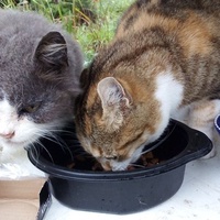 photo de livraison pour Jardin des Chats