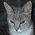 photo animal