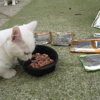 photo de livraison pour Jardin des Chats