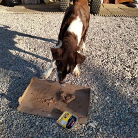 photo de livraison pour Chats errants du val du crenu