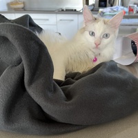 photo de livraison pour Les Chats lectourois