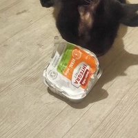 photo de livraison pour Libre-Chats-Errants