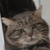 photo animal