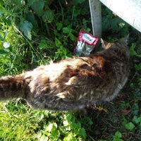 photo de livraison pour Les Chats de la Rue