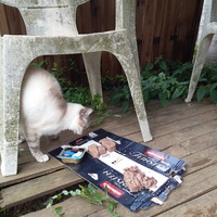 photo de livraison pour Chats errants du val du crenu