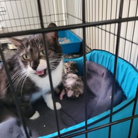 photo de livraison pour SOS Chats en Détresse