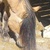photo animal