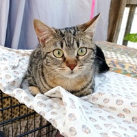 photo de livraison pour Association Des  Chats  De Hyeres
