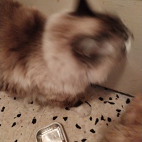 photo de livraison pour Chats Grains d'Amour