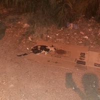 photo de livraison pour Help Adopt Moroccan Animals