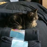 photo de livraison pour Jardin des Chats