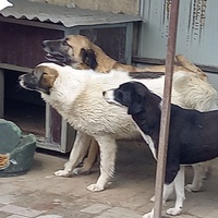 photo de livraison pour Associtia Axi Hope Romania