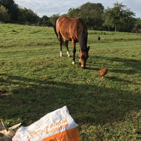 photo de livraison pour Espoir au Galop