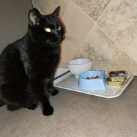 photo de livraison pour Clan du chat libre