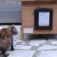 photo de livraison pour Chats libres niçois