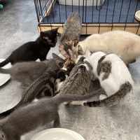 photo de livraison pour Association Des  Chats  De Hyeres