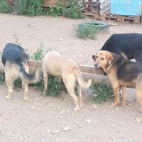 photo de livraison pour Samira Gagula