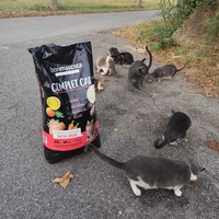 photo de livraison pour Les chats Port-Saint-Louisiens