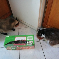 photo de livraison pour L'Ecole du Chat du Mirail