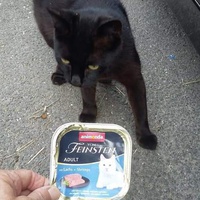 photo de livraison pour Les Chats-Pitresdelavi-Ste